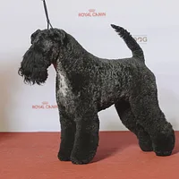 Kerry Blue Terrier, picture 2 of 9