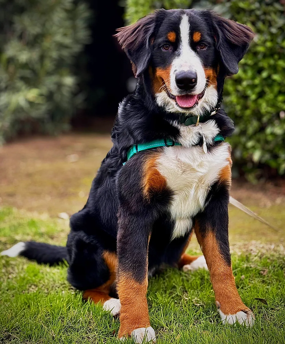 Bernese Mountain Dog