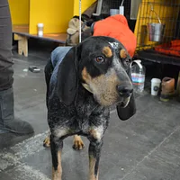 Bluetick Coonhound