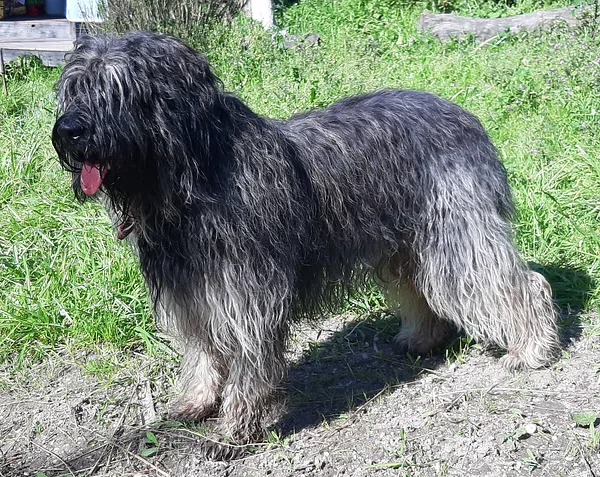 A Portuguese Sheepdog