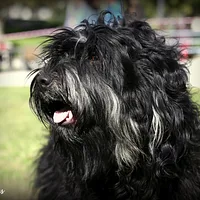 Portuguese Sheepdog