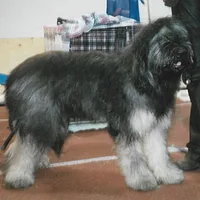 Portuguese Sheepdog, picture 8 of 10