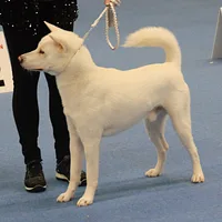 Kishu Ken, picture 4 of 10