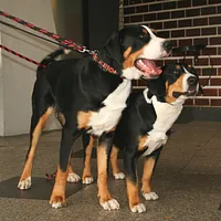 Greater Swiss Mountain Dog, picture 8 of 9