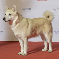 Norwegian Buhund, picture 3 of 10