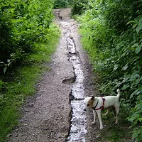 Parson Russell Terrier, picture 9 of 9