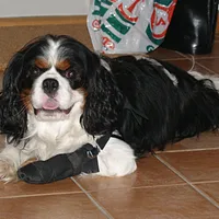 Cavalier King Charles Spaniel, picture 4 of 8
