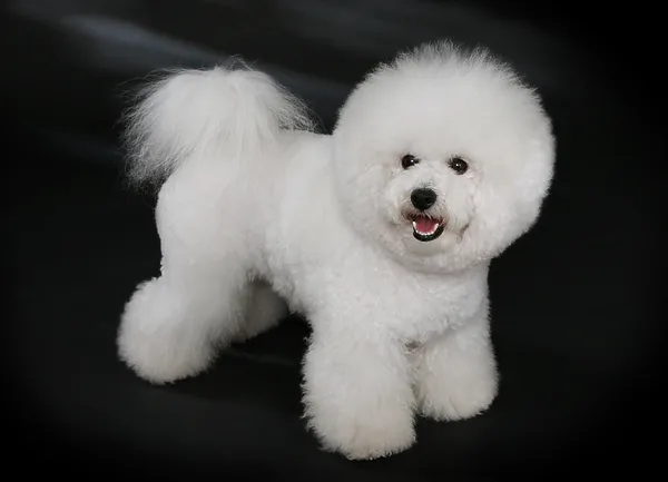 A Bichon Frise