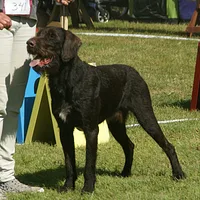 German Wirehaired Pointer