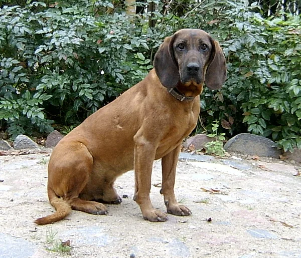 A Bavarian Mountain Scent Hound