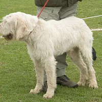 Spinone Italiano, picture 6 of 9