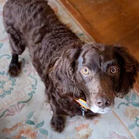 Boykin Spaniel