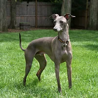 A Italian Greyhound dog
