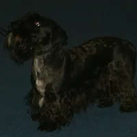 Cesky Terrier