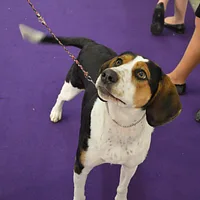 Treeing Walker Coonhound, picture 10 of 10
