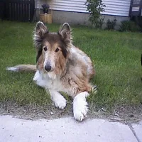 Collie