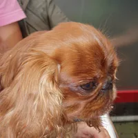 English Toy Spaniel, picture 4 of 7