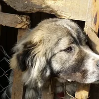 Romanian Carpathian Shepherd, picture 5 of 10