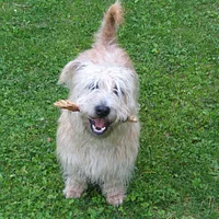 Glen of Imaal Terrier