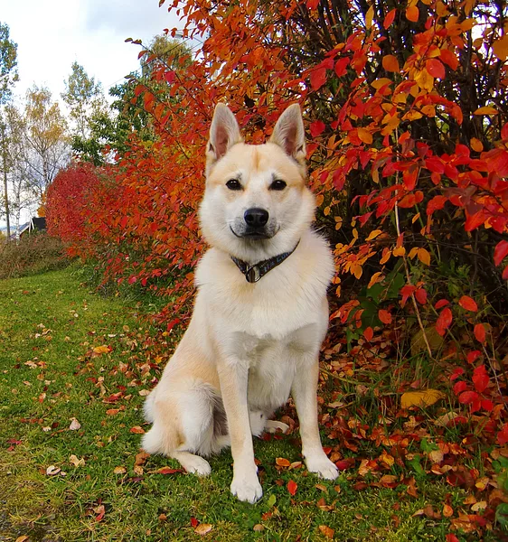 A Norwegian Buhund