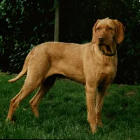 Wirehaired Vizsla, picture 3 of 10