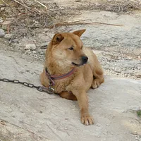 Jindo, picture 3 of 8