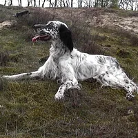 A English Setter dog