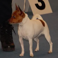 Toy Fox Terrier, picture 8 of 10
