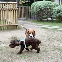 Beagle