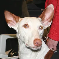 Ibizan Hound, picture 7 of 9