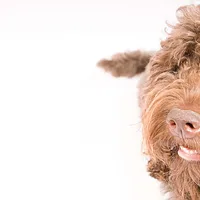 Barbet