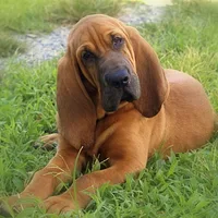 Bloodhound, picture 3 of 8