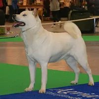 Kishu Ken, picture 2 of 10