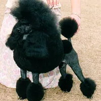 Poodle (Standard), picture 8 of 9