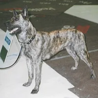 Dutch Shepherd