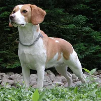 A Beagle dog