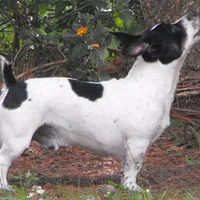 Teddy Roosevelt Terrier