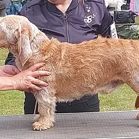 Basset Fauve de Bretagne