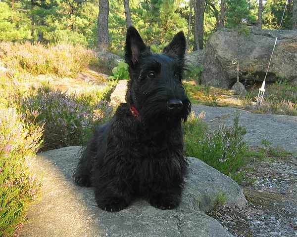 A Scottish Terrier