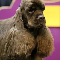 Cocker Spaniel