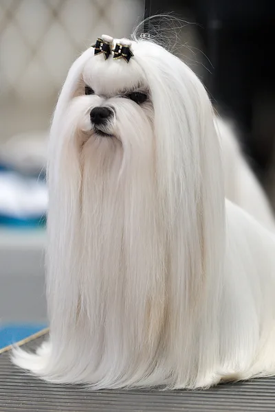 A Maltese