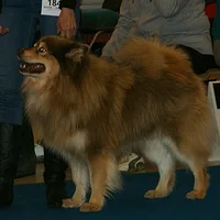 Finnish Lapphund