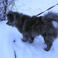 Akita, picture 10 of 10