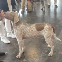 Slovakian Wirehaired Pointer, picture 6 of 10