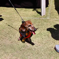 Dachshund