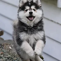 Finnish Lapphund, picture 6 of 10