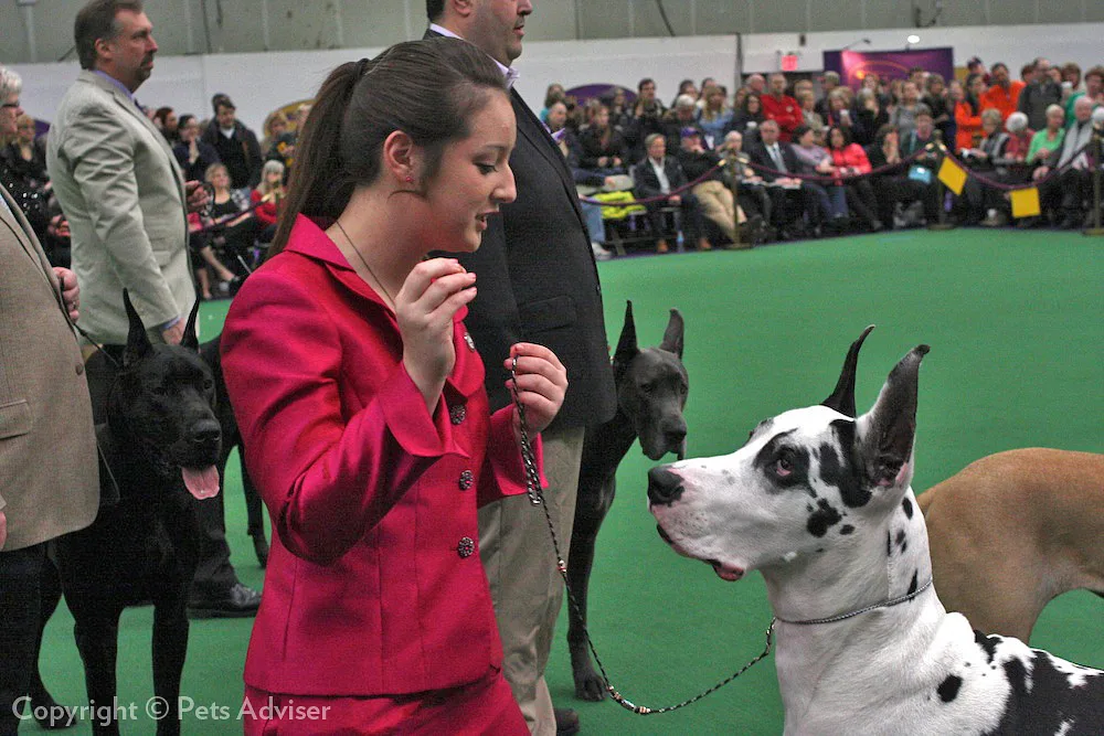 Great Dane