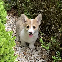 Pembroke Welsh Corgi, picture 6 of 7