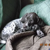 German Shorthaired Pointer, picture 6 of 8