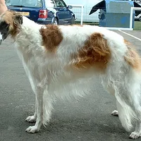 Borzoi
